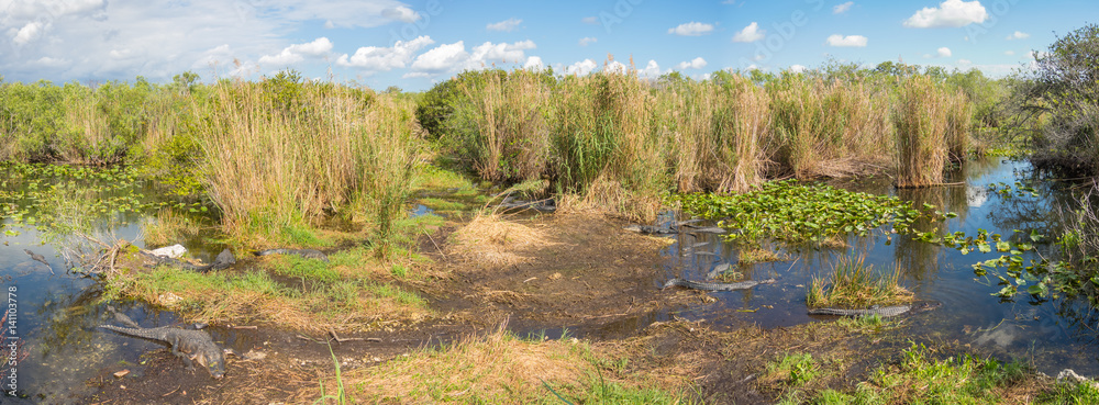 Naklejka premium Group of American alligators at Evergaldes National park in florida