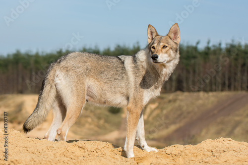 Tamaskan Hündin photo
