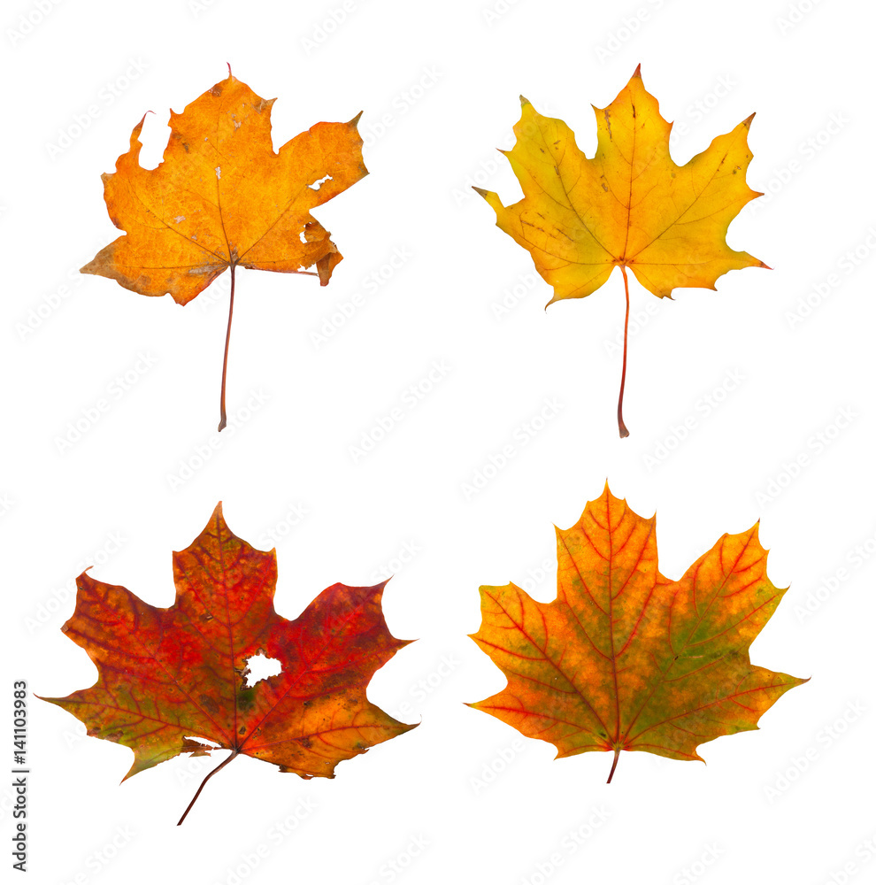 Fototapeta premium Set the autumn maple branch with leaves isolated