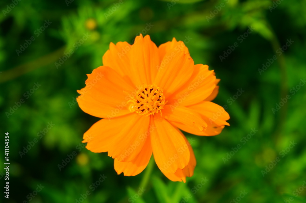 Orange flower and green leaves in the garden Orange flower and green leaves in the garden