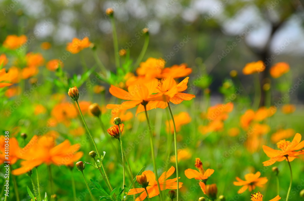 Orange flower and green leaves in the garden Orange flower and green leaves in the garden