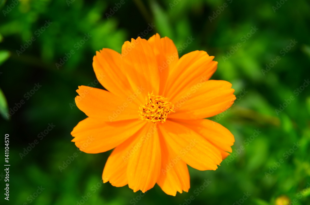 Orange flower and green leaves in the garden Orange flower and green leaves in the garden