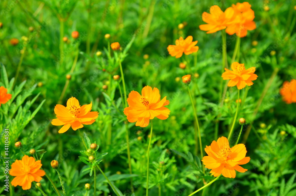 Orange flower and green leaves in the garden Orange flower and green leaves in the garden