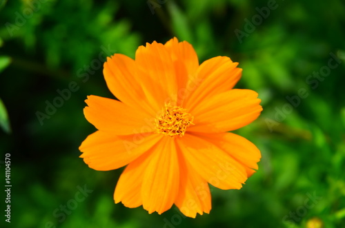 Orange flower and green leaves in the garden