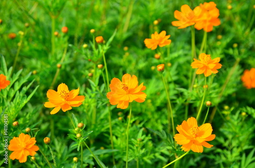 Orange flower and green leaves in the garden