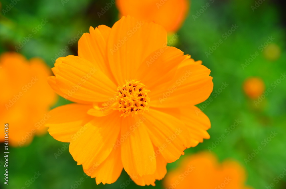 Orange flower and green leaves in the garden Orange flower and green leaves in the garden