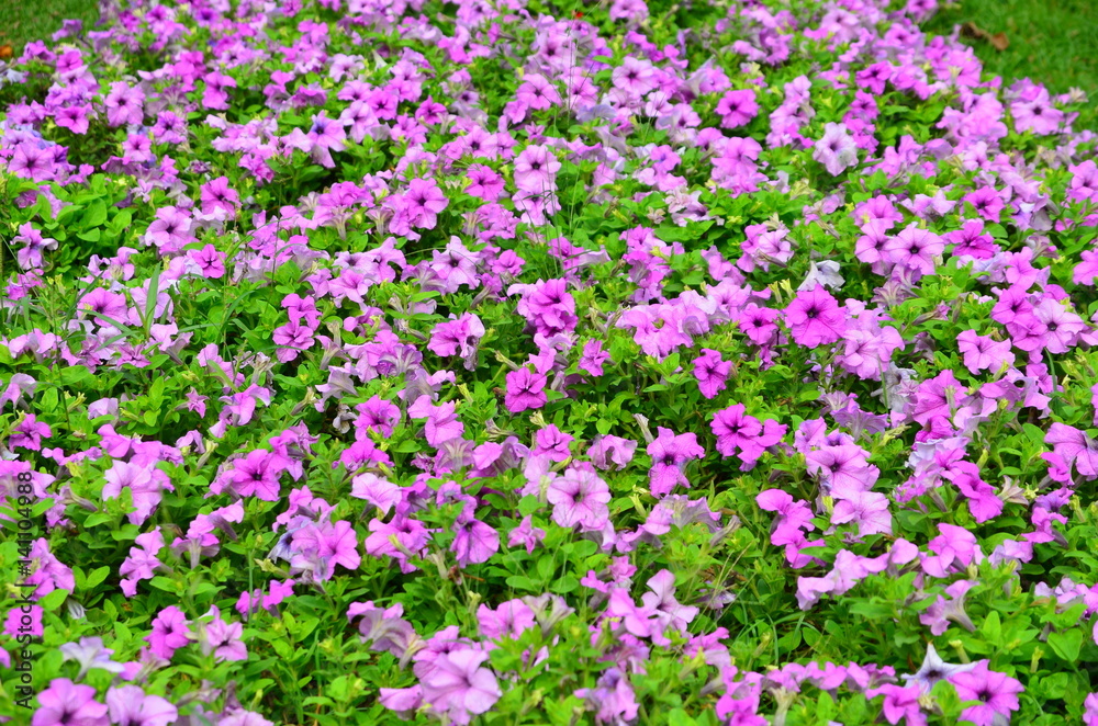 Purple flower and green leaves in the garden Purple flower and green leaves in the garden