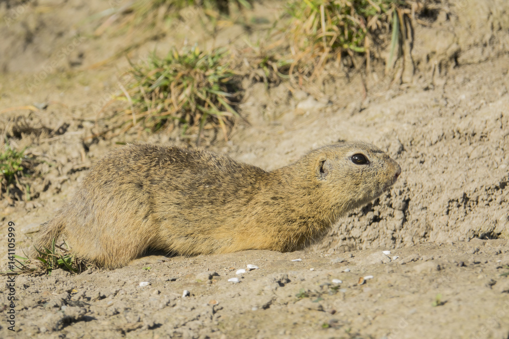 Obraz premium ground squirrel on a meadow