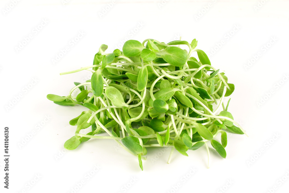 organic sunflower sprouts isolated on white background organic sunflower sprouts isolated on white background