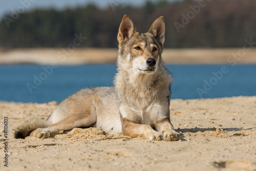 Tamaskan Hündin photo