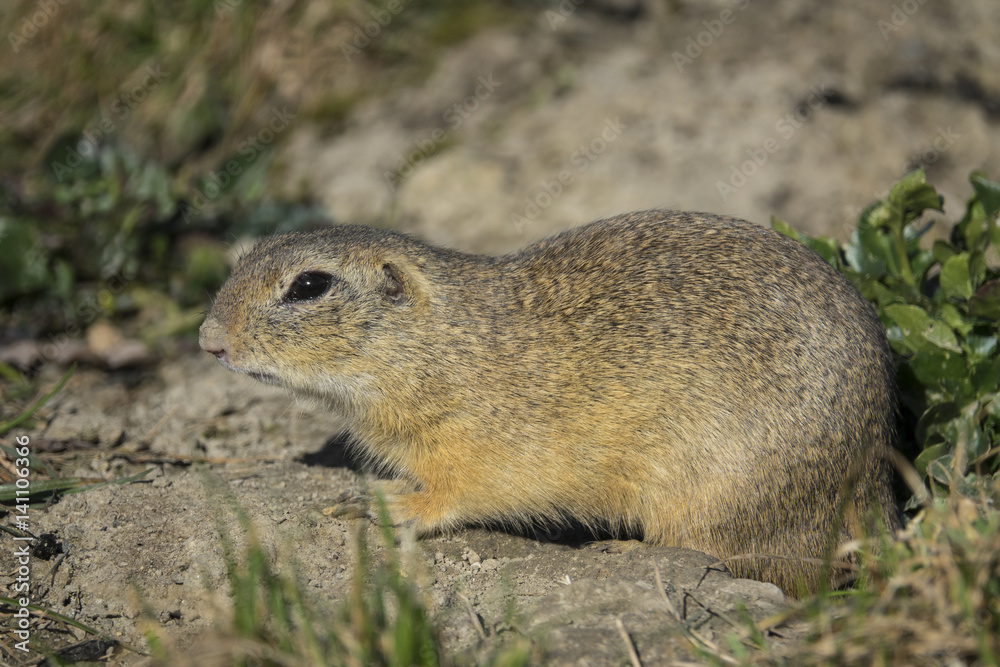 ground squirrel on a meadow ground squirrel on a meadow