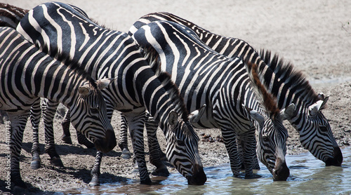 Plains zebras drinking at water hole