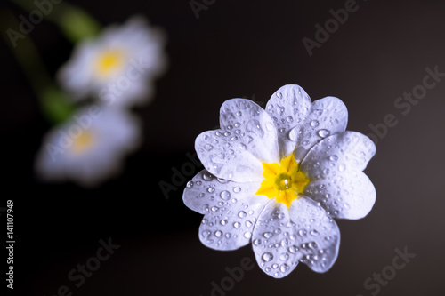 Flower in spring with water droplets