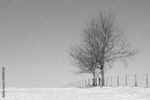 Paysage d'hiver