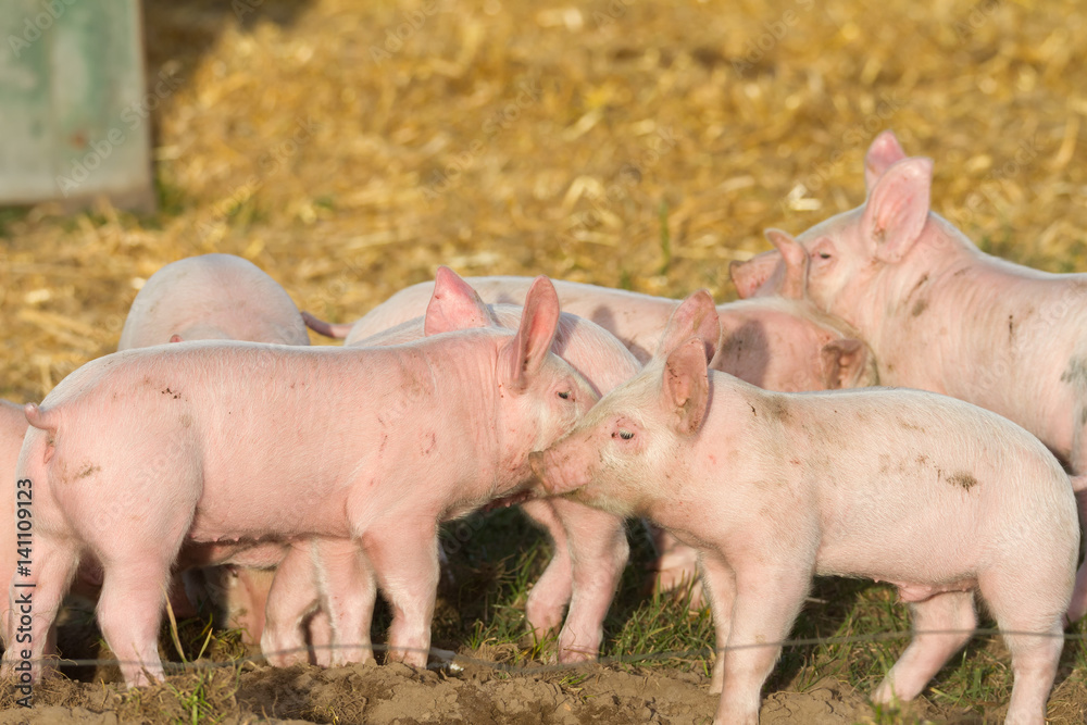 Gruppe junger Ferkel auf Freilandhaltung Gruppe junger Ferkel auf Freilandhaltung