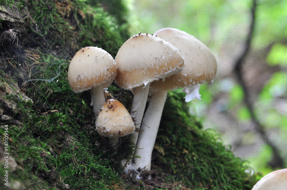 Psathyrella candolleana, group of mushrooms growing on the tree