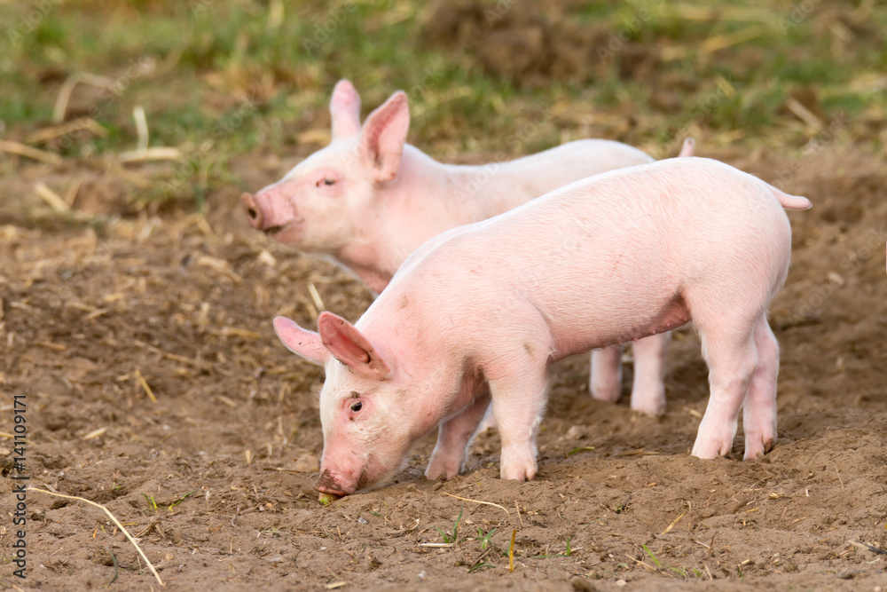 Hübsches Ferkel schnüffelt neugierig an einer Kartoffel Hübsches Ferkel schnüffelt neugierig an einer Kartoffel