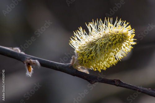 Close-up of a Pussy Willow