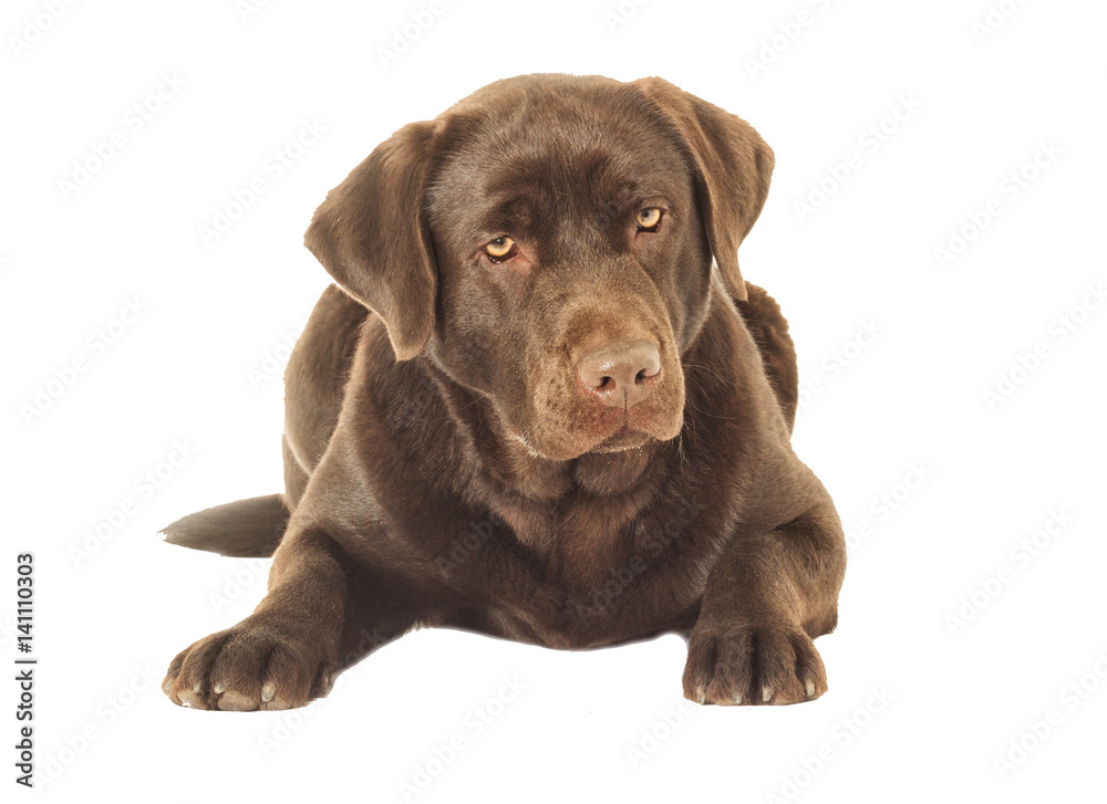 Fototapeta premium Brown labrador dog looking