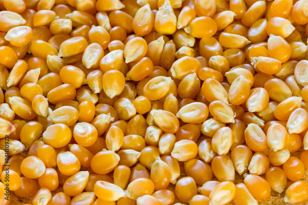 Corn for popcorn Corn for popcorn