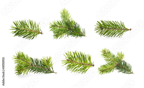 set fir tree branch isolated on white