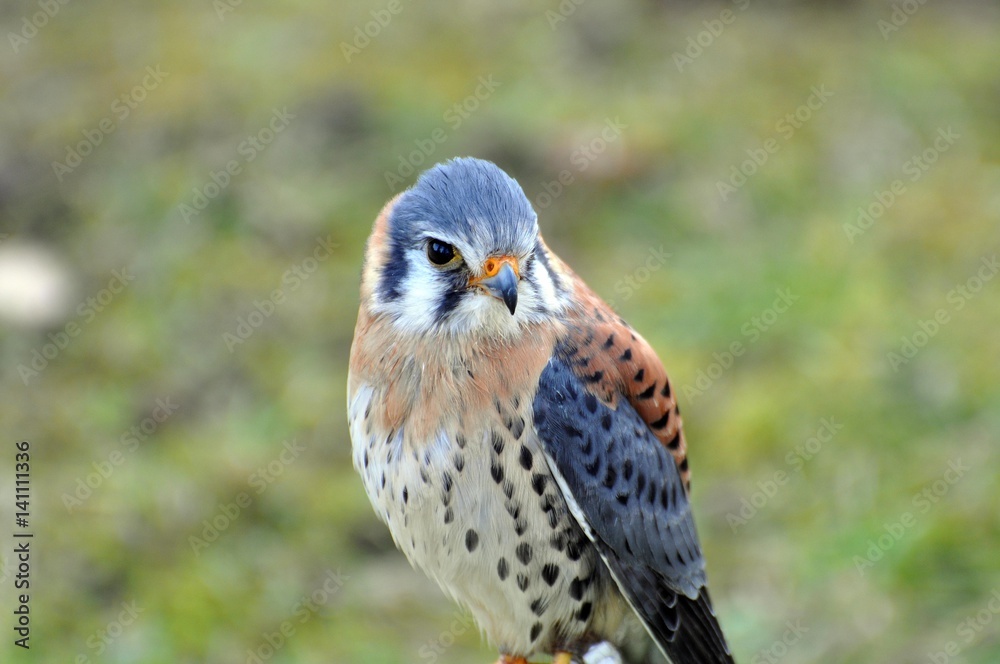 Buntfalke Buntfalke