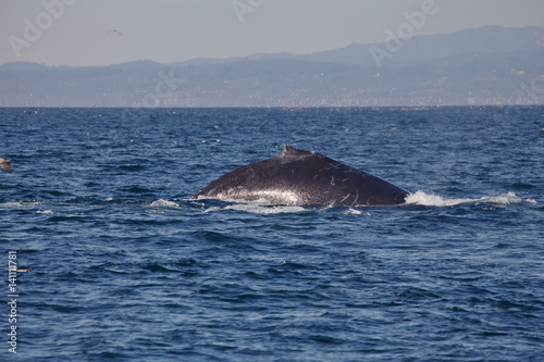 Closeup of Humpback whale off California coast