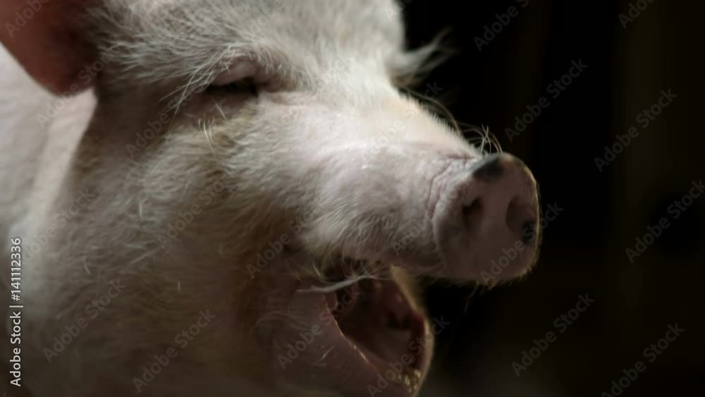 The little pig is chewing The little pig is chewing