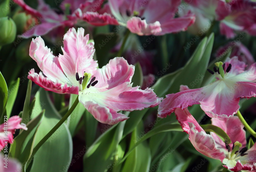 Tulips