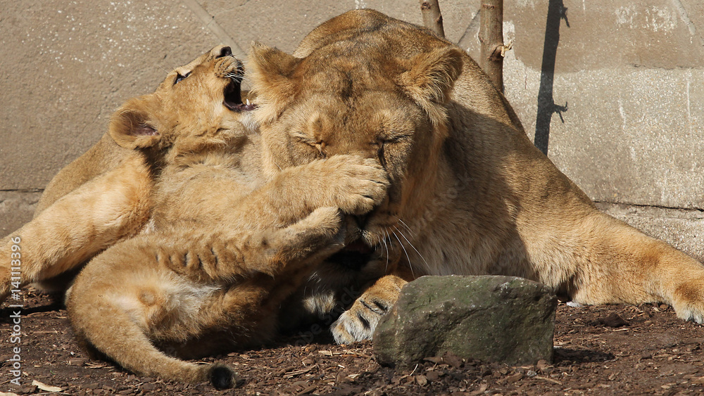 Obraz premium Lion Cub