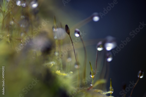 Macro Floral and Dew Drops