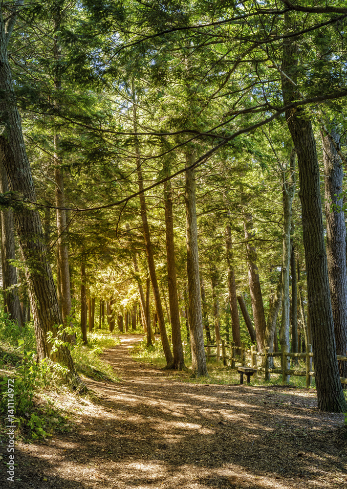 Naklejka premium Trail through the woods