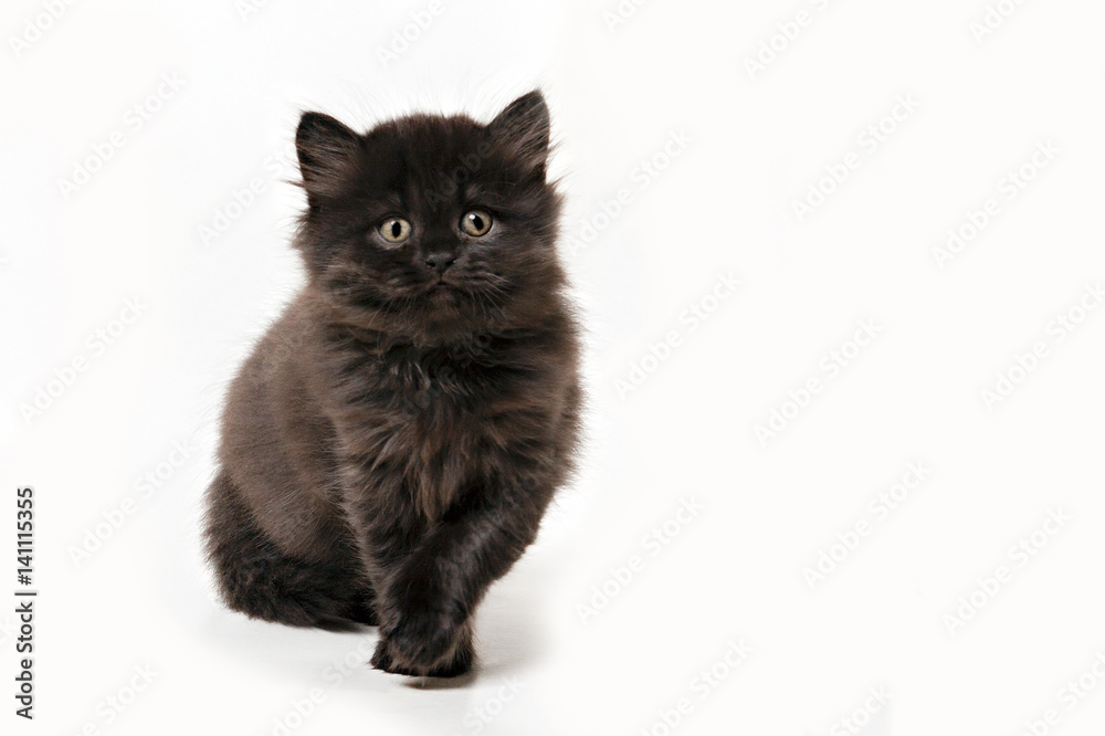 Fototapeta premium tabby kitten sitting on white background