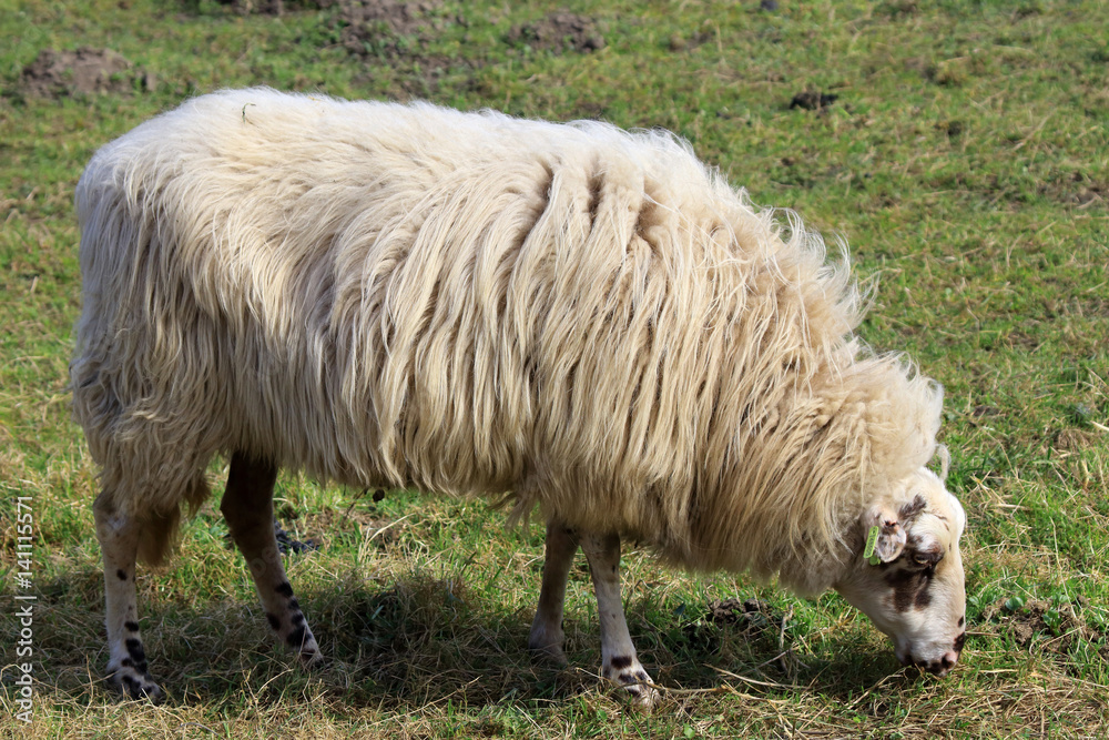 Sheep in the pasture