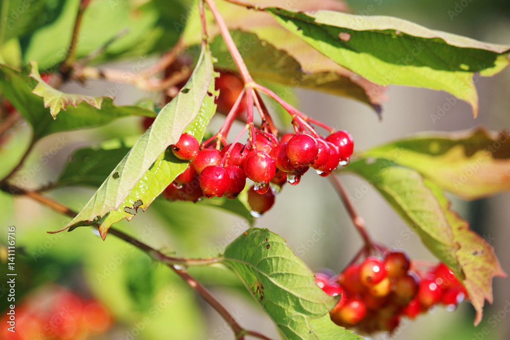 Fototapeta premium A bunch of viburnum berries 