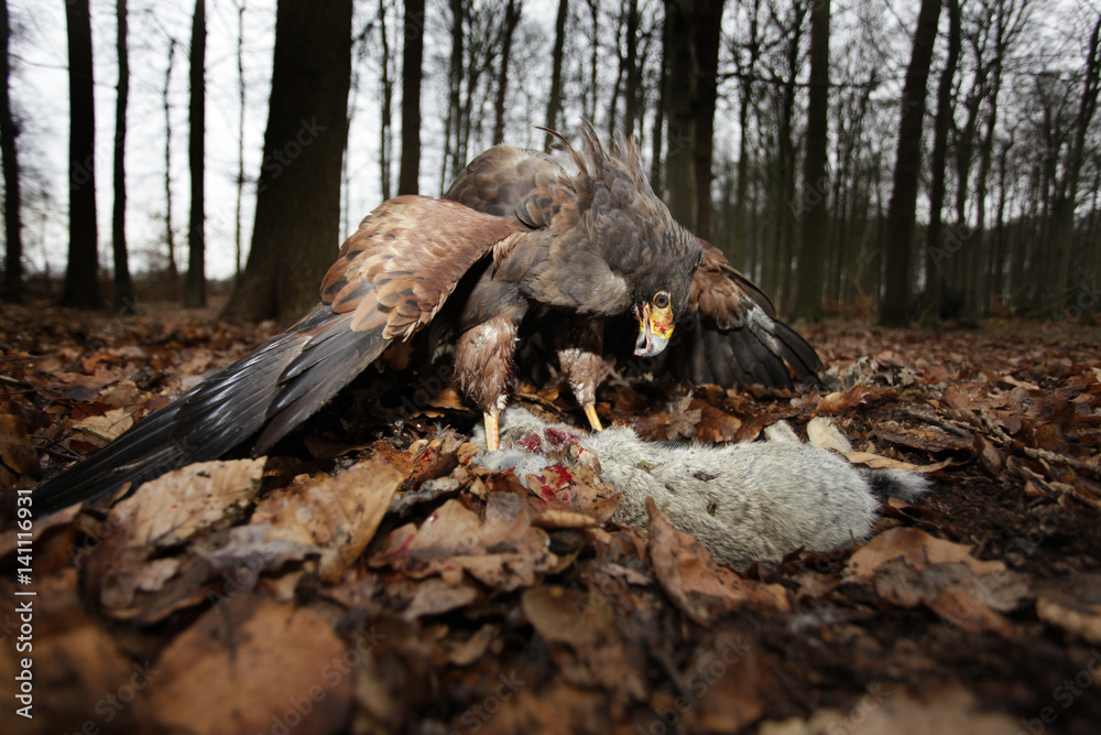 Fototapeta premium Raubvogel mit Beute im Wald