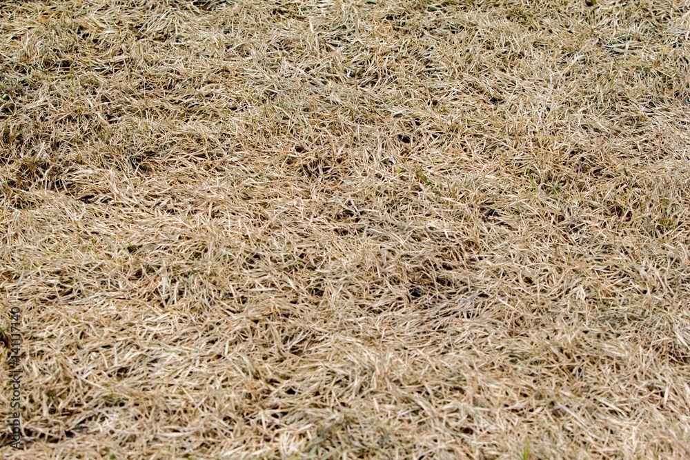 dry grass dry grass