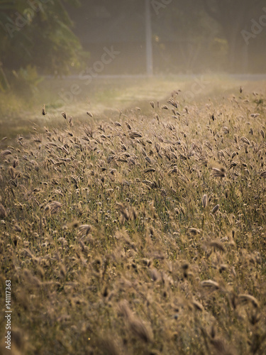 Grass flower and sunshine.