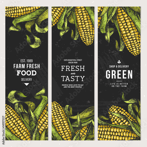 Corn on the cob vintage banners collection. Botanical corn. Vector illustration