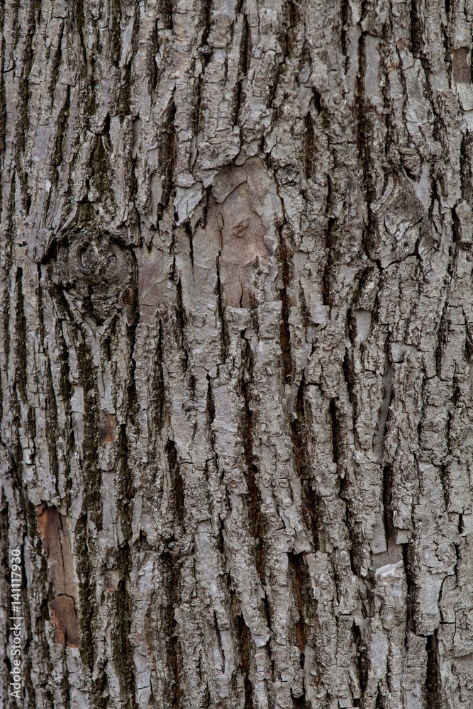 Tree bark Tree bark