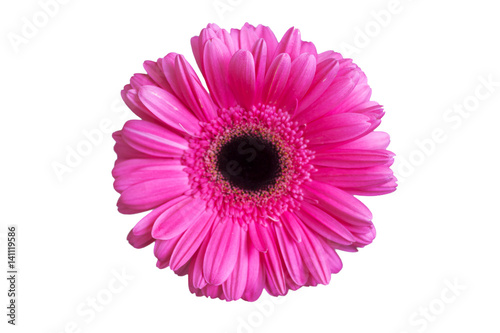 Pink gerber isolated on the white background