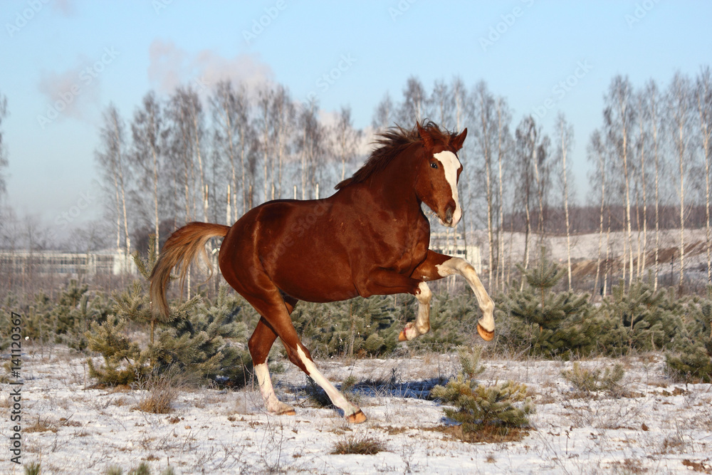 Obraz premium Chestnut horse galloping free in winter