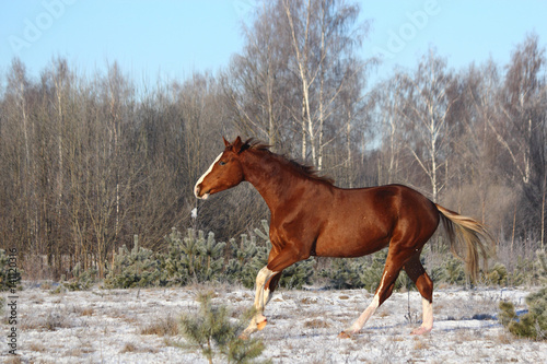 Beautiful chestnut horse galloping free