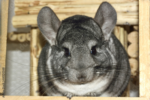 Close-up Chinchilla