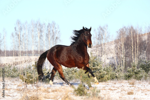 Brown horse running free in winter