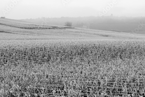 Frosty vineyards in Burgundy, France