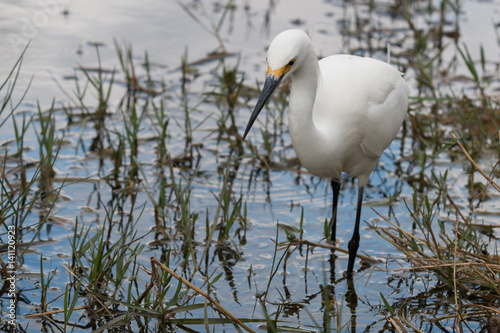 Aigrette photo