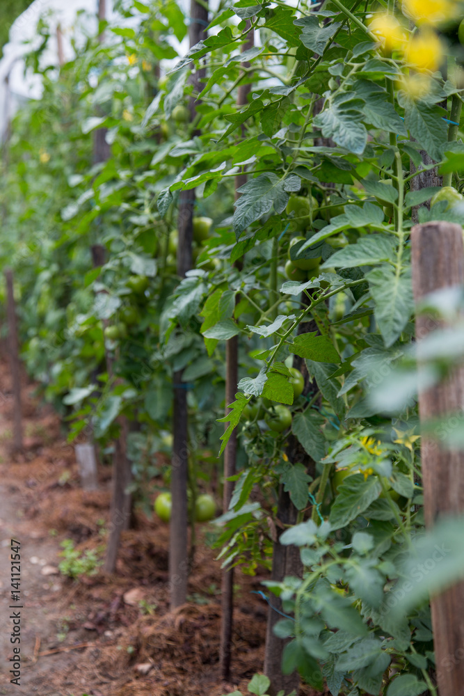 Plants de tomates