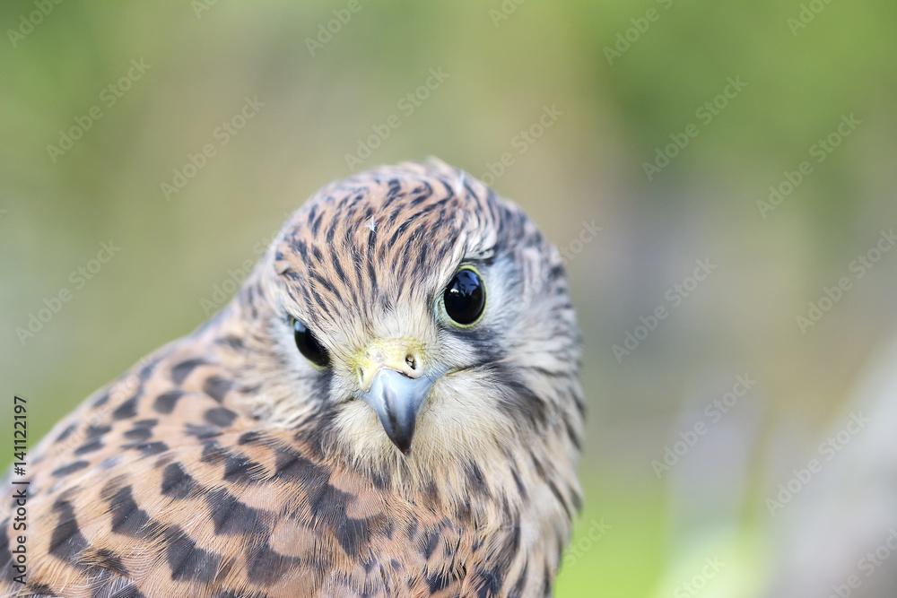 Kestrel, Falco tinnunculus, single female on branch Kestrel, Falco tinnunculus, single female on branch