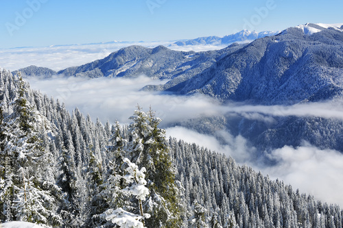 Winter landscape with fir trees forest covered by heavy snow in Postavaru mountain  Poiana Brasov resort  Romania